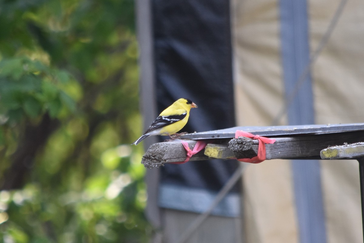 American Goldfinch - ML102714101