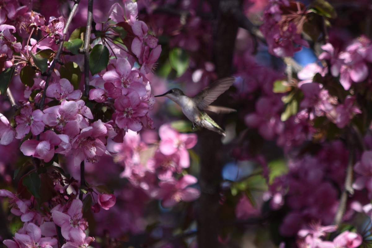 Ruby-throated Hummingbird - ML102714271