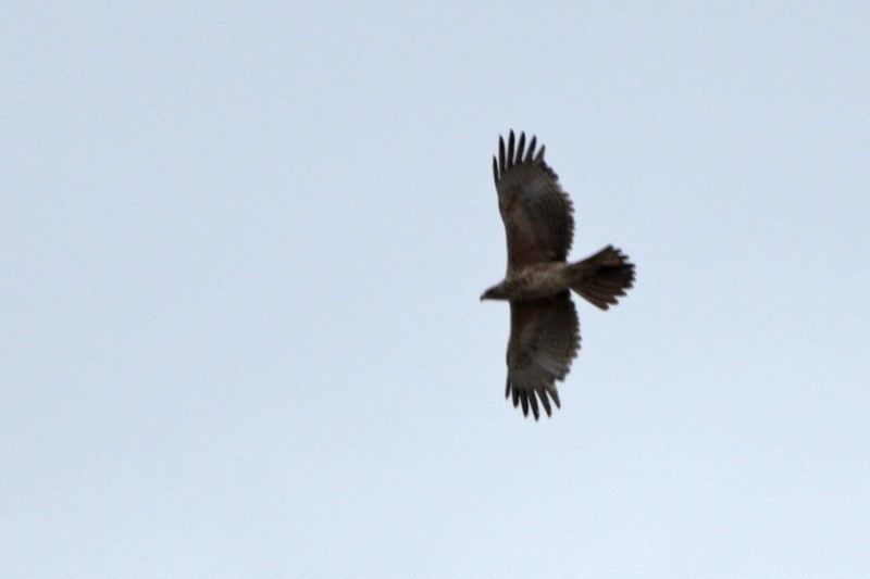 Bonelli's Eagle - ML102714541