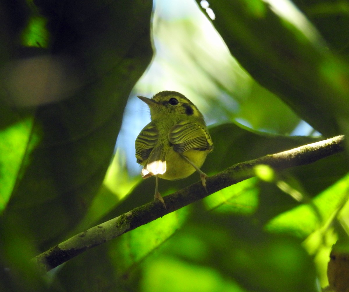 Sao Paulo Bristle-Tyrant - ML102715741