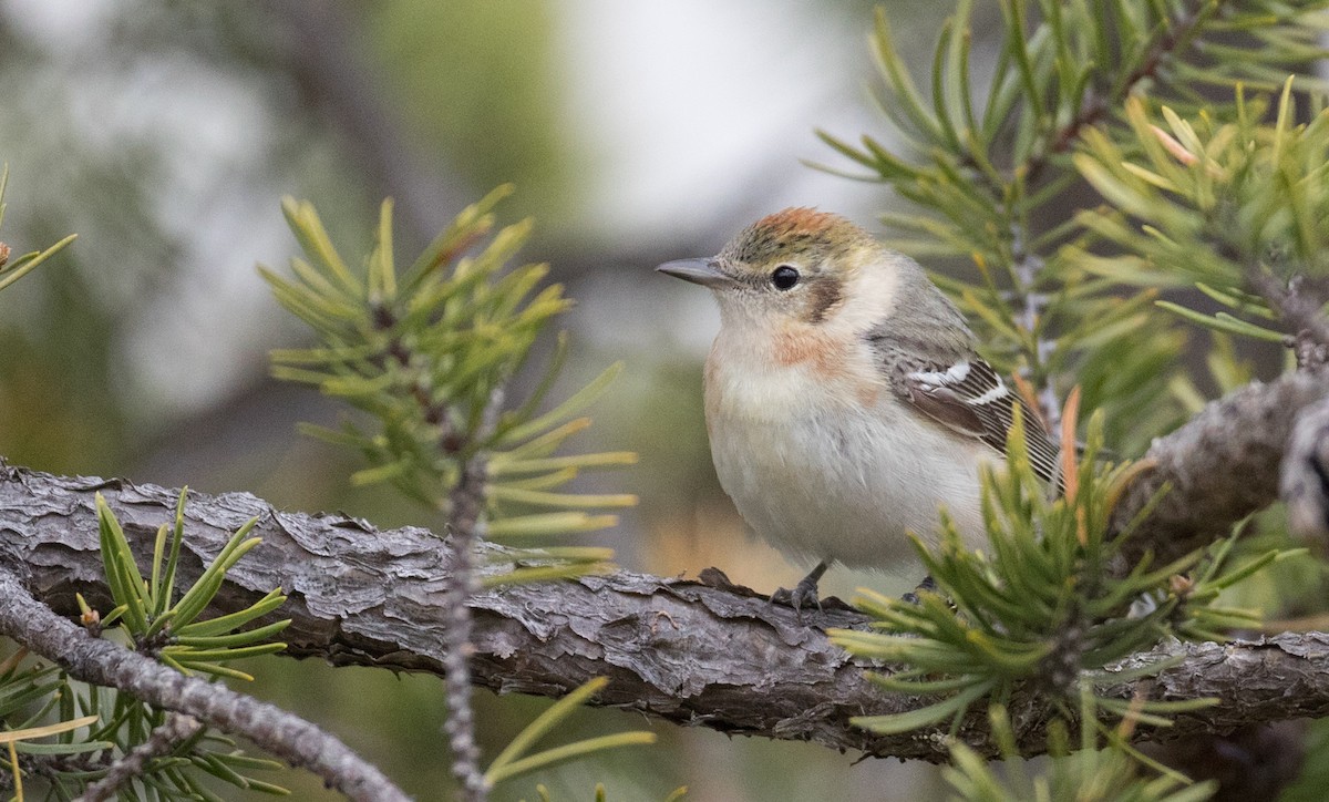 Bay-breasted Warbler - ML102719151