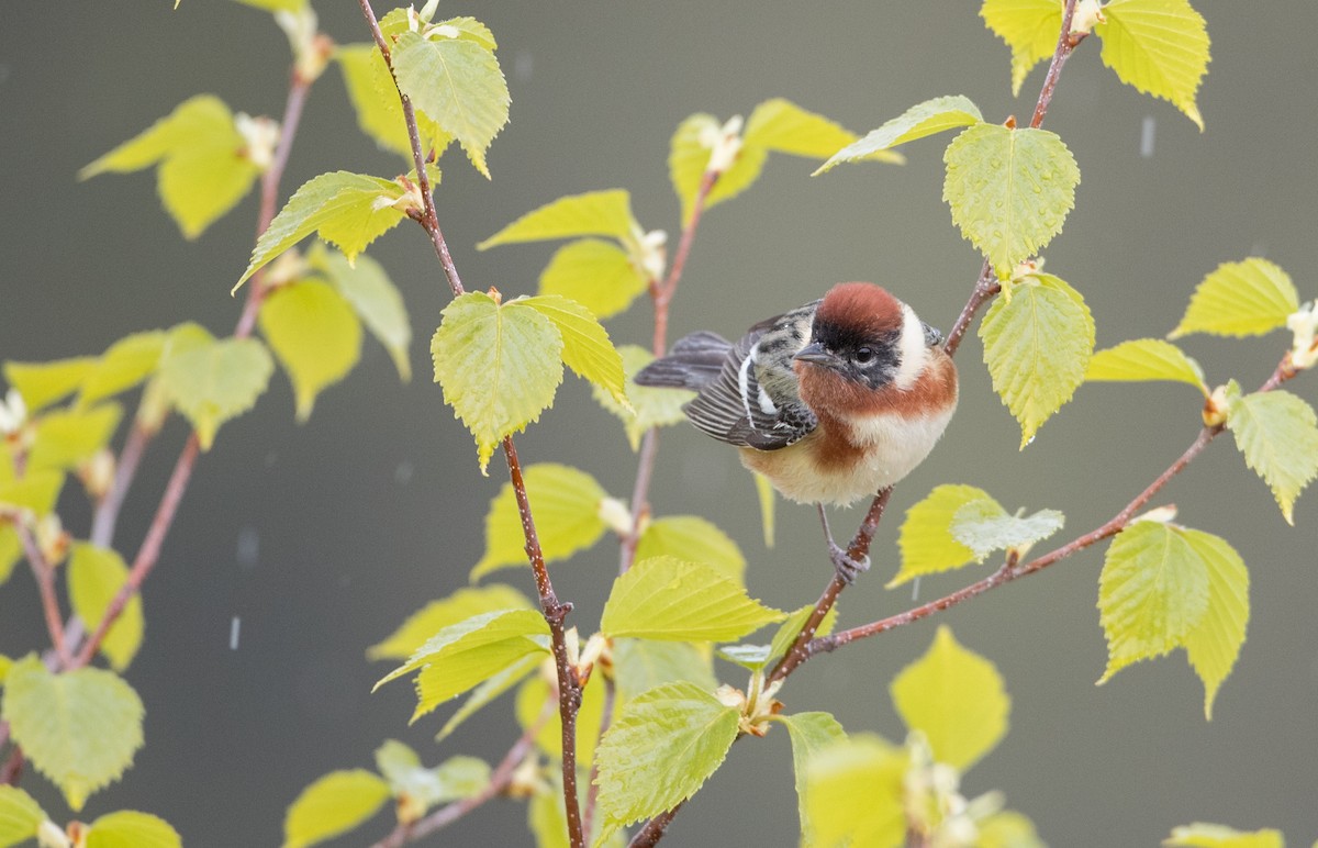 Bay-breasted Warbler - ML102719161