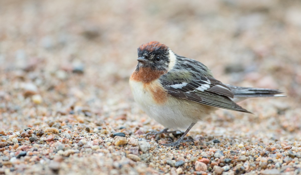 Bay-breasted Warbler - ML102719181