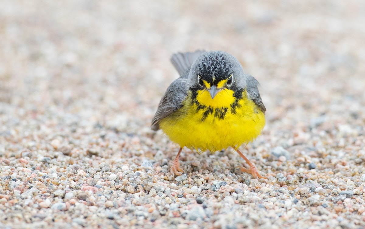 Canada Warbler - ML102719351