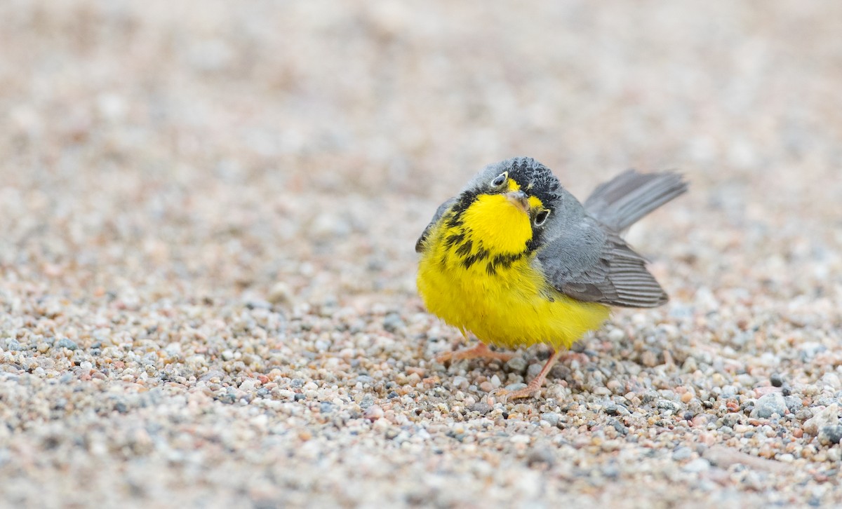 Canada Warbler - ML102719361