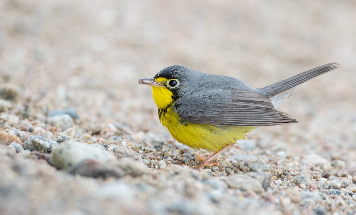 Canada Warbler - ML102719371