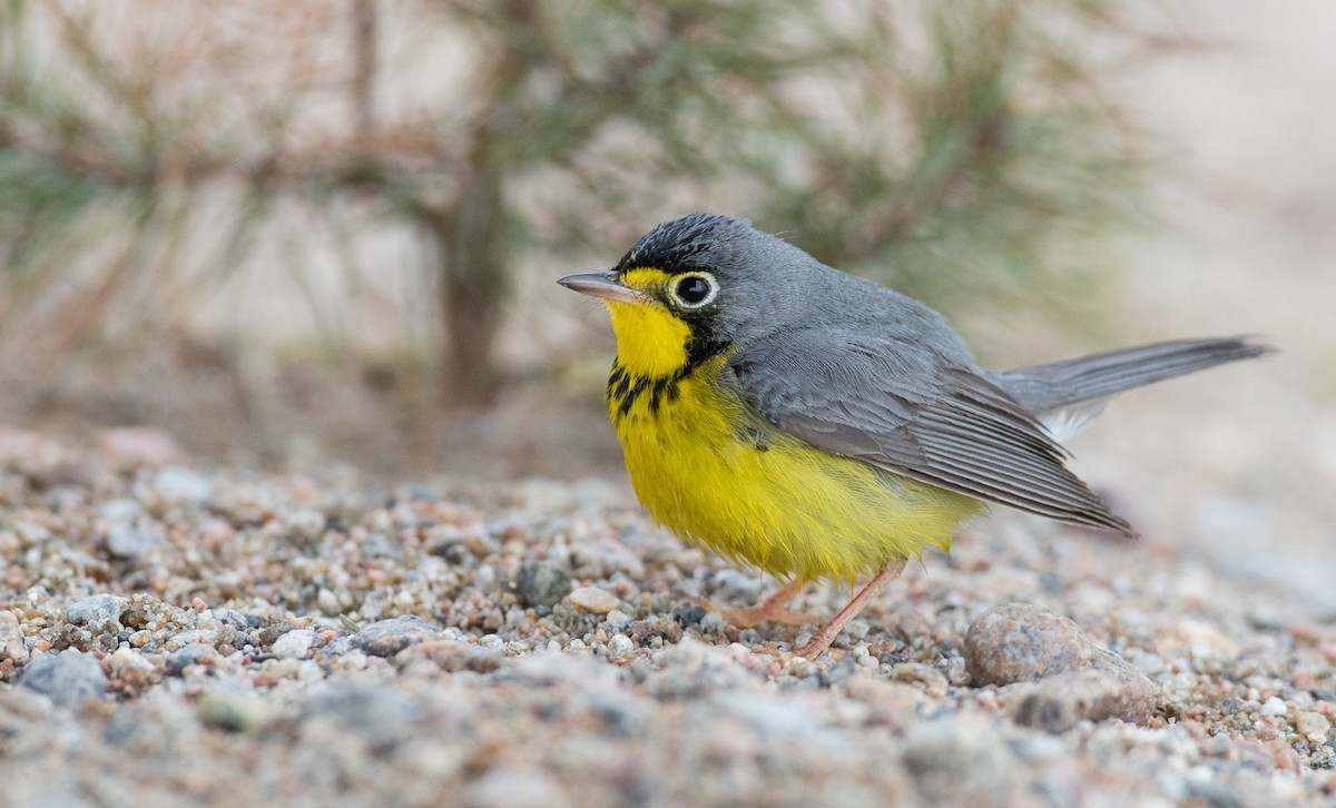 Canada Warbler - ML102719381