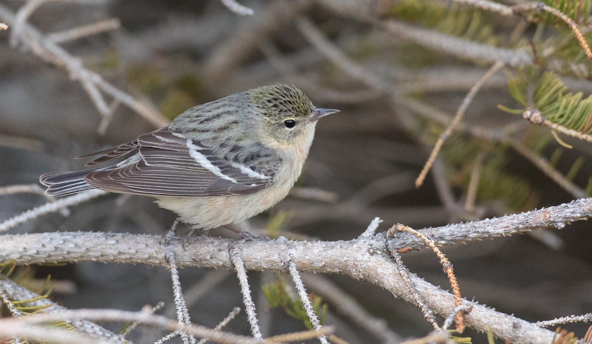 Bay-breasted Warbler - ML102719451