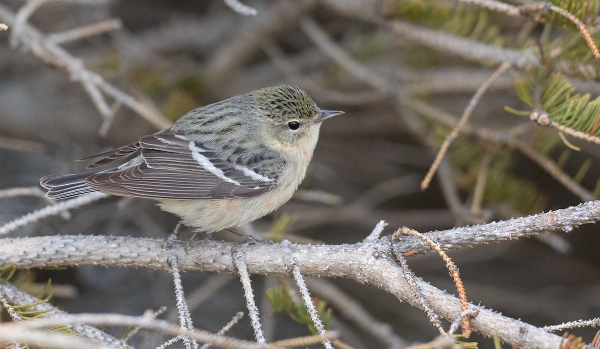 Paruline à poitrine baie - ML102719451