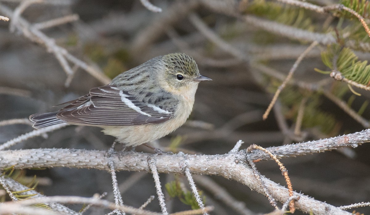 Bay-breasted Warbler - ML102719461