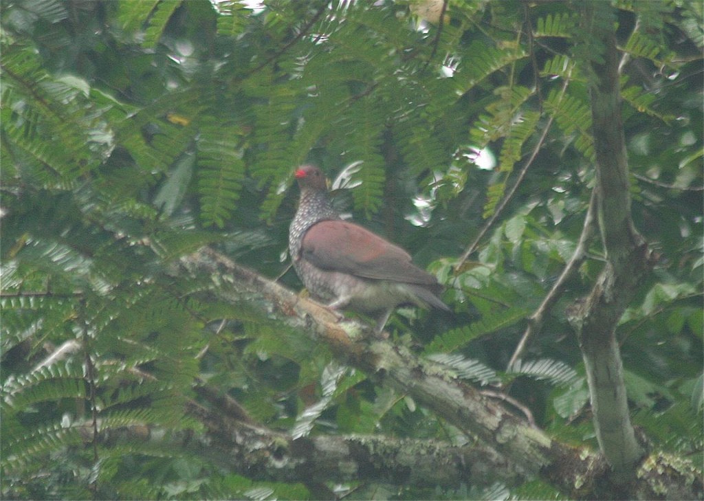 Scaled Pigeon - ML102719811