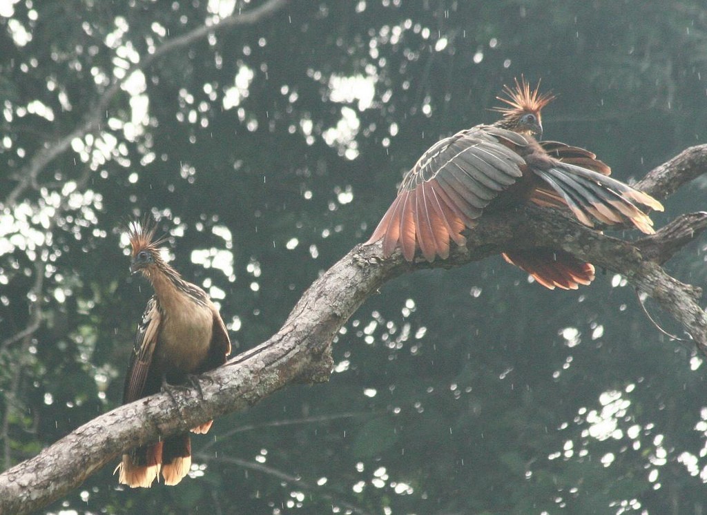 Hoatzin - ML102719911