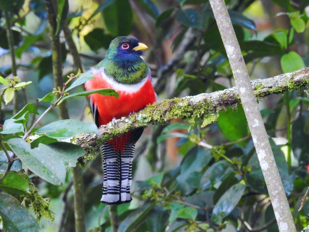 Jungferntrogon - ML102721321