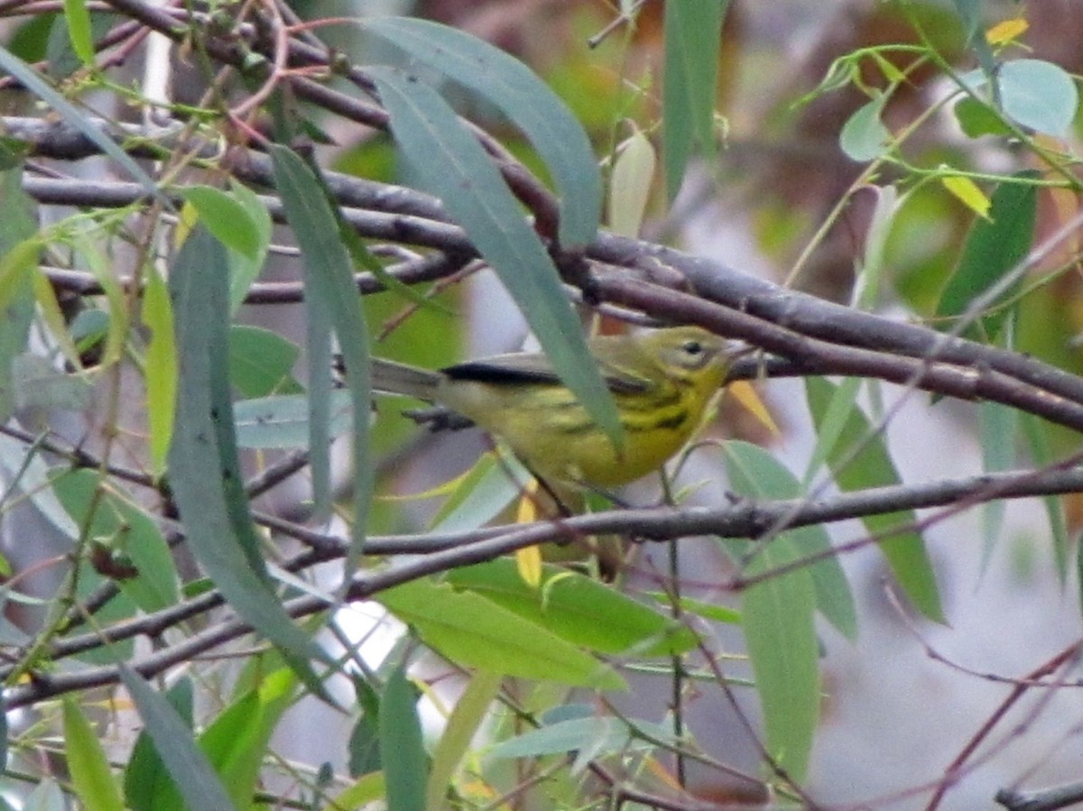 Prairie Warbler - Brian Daniels