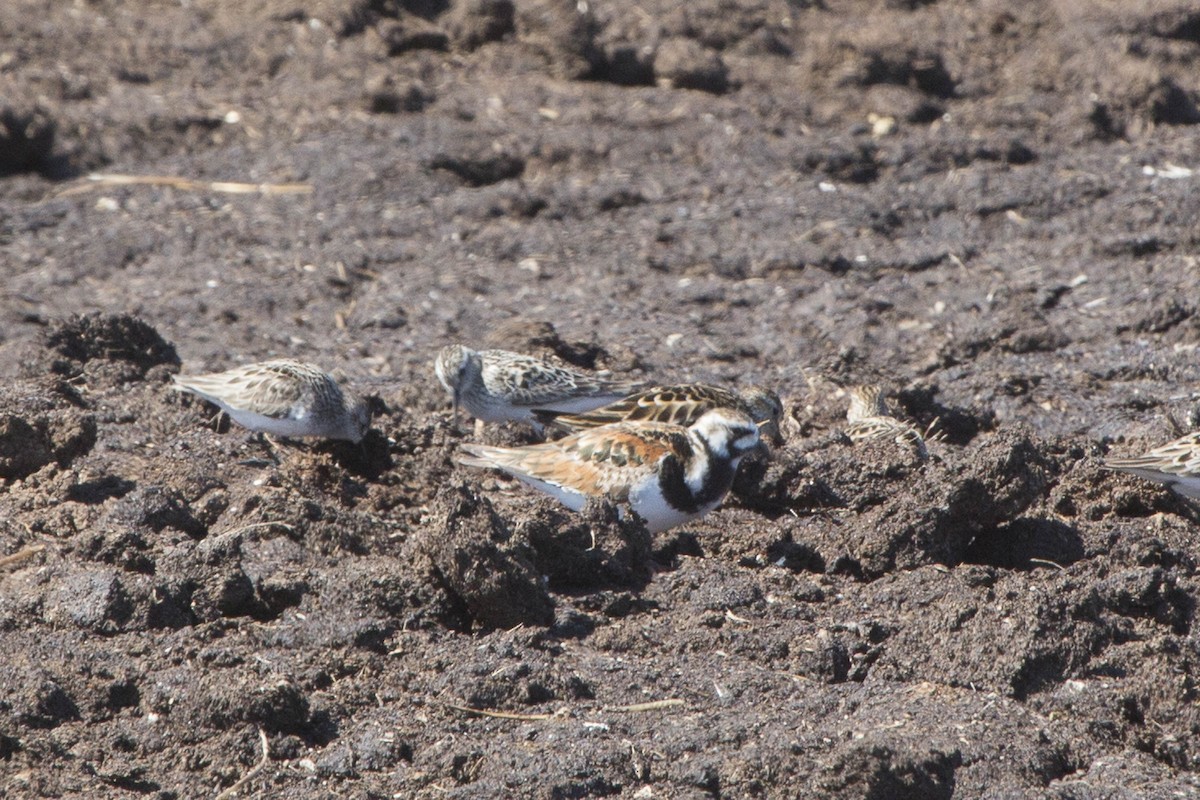 Ruddy Turnstone - ML102721671