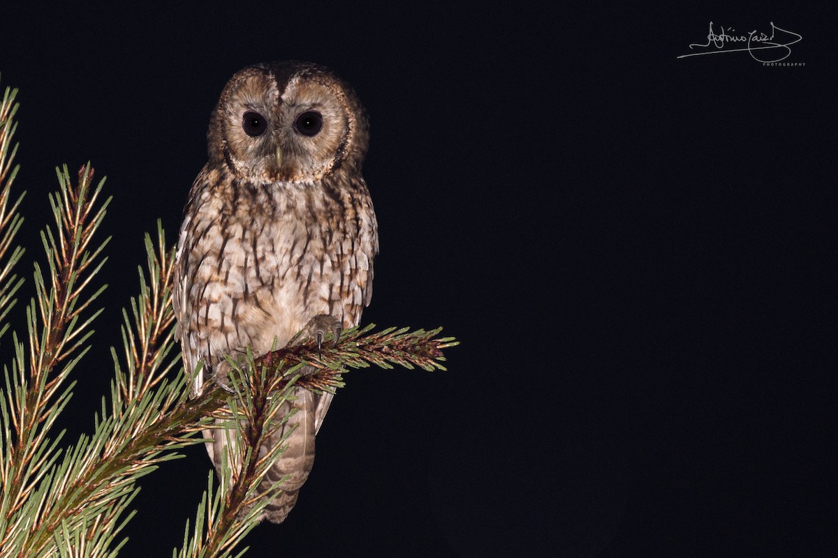 Tawny Owl - ML102723081