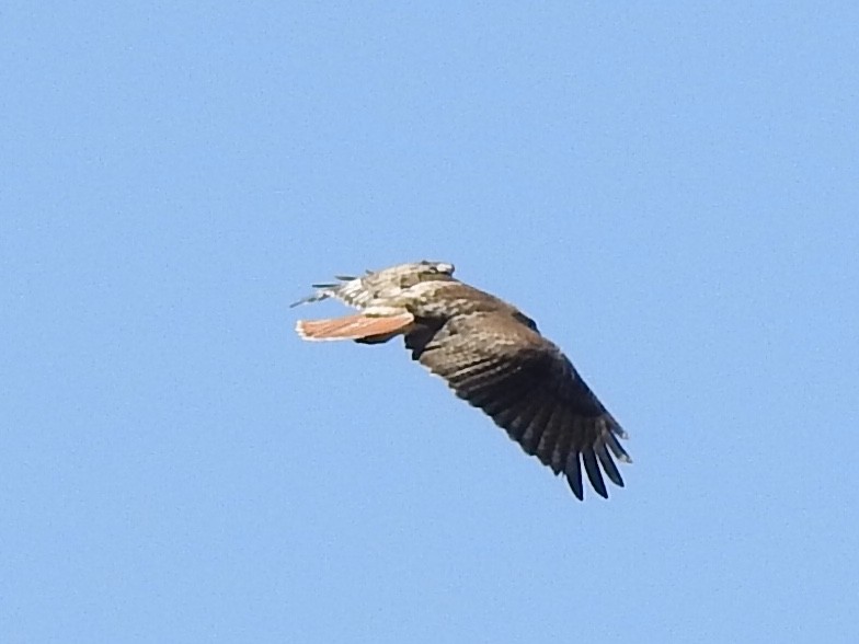 Red-tailed Hawk - ML102723451