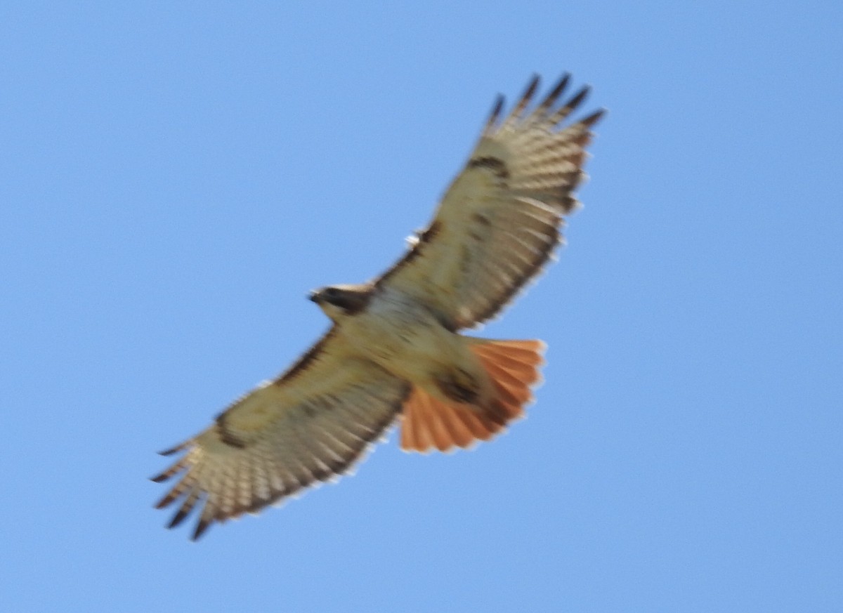 Red-tailed Hawk - ML102723481
