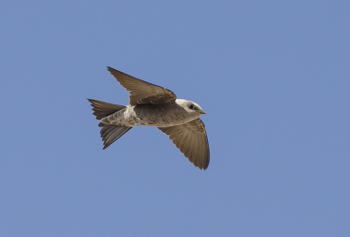 Peruvian Martin - Progne murphyi - Birds of the World