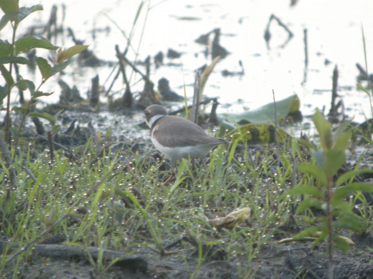 Semipalmated Plover - ML102724141