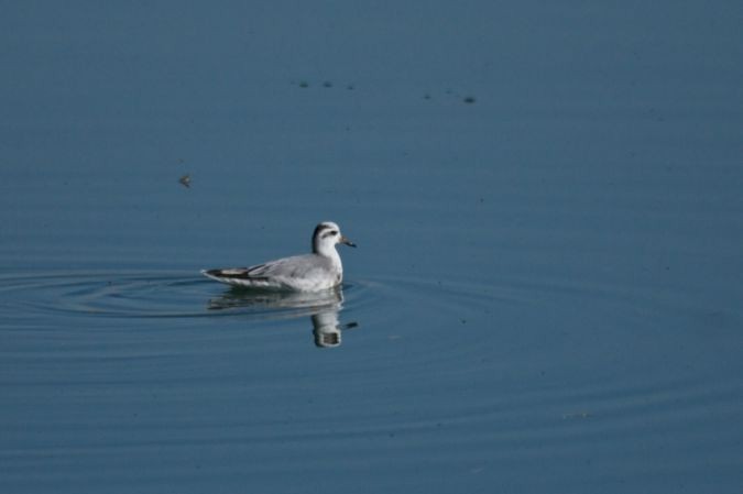 polarsvømmesnipe - ML102724551