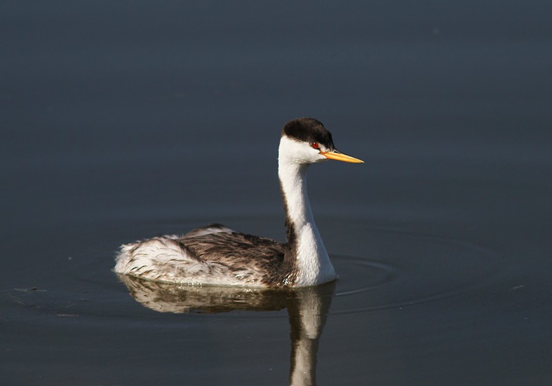 Clark's Grebe - ML102724841