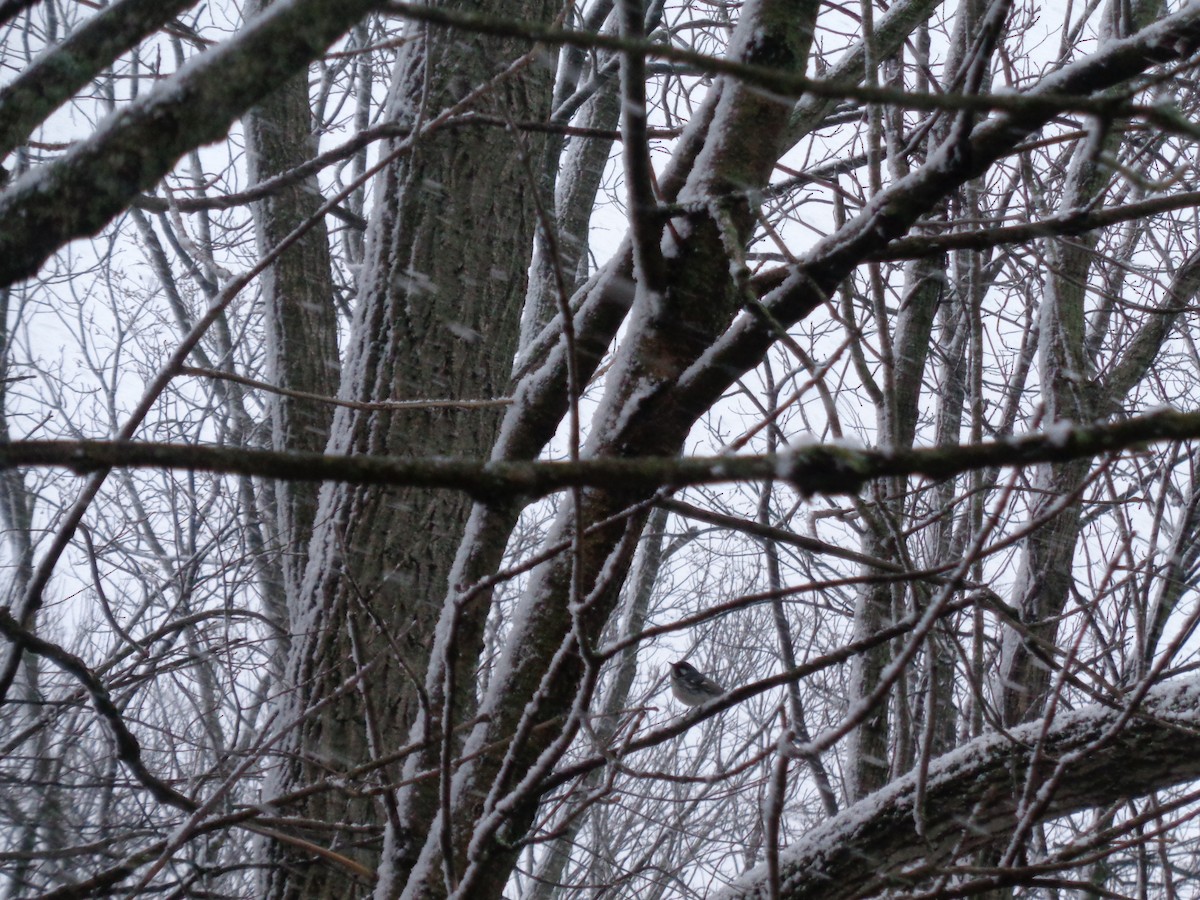 Black-throated Gray Warbler - David Miller