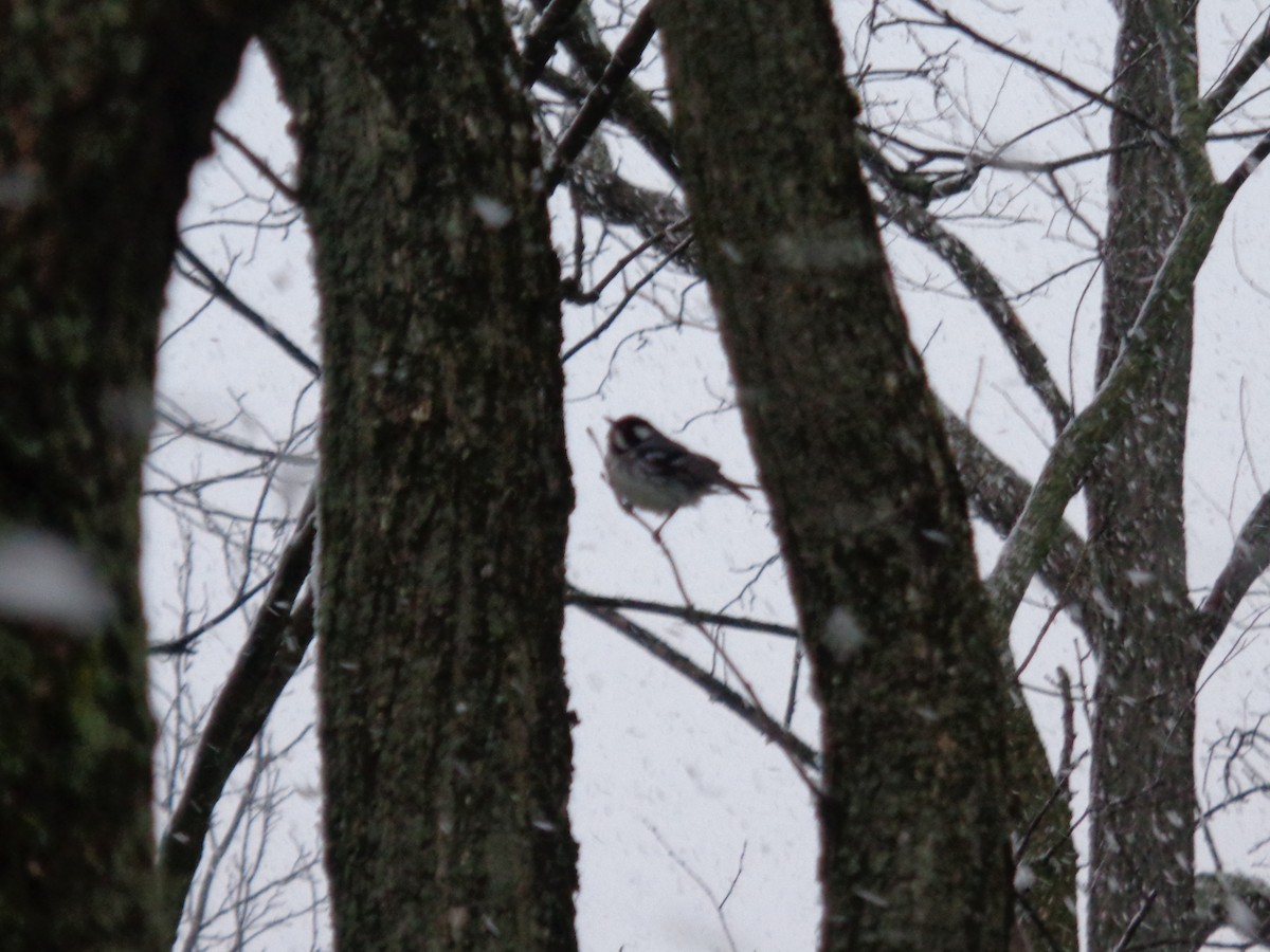 Black-throated Gray Warbler - ML102725961