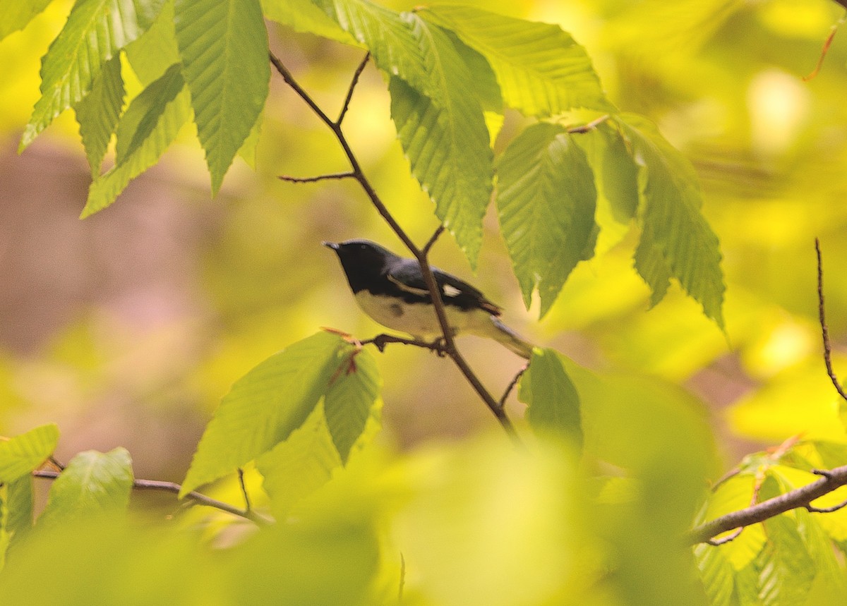 Black-throated Blue Warbler - John Gordinier