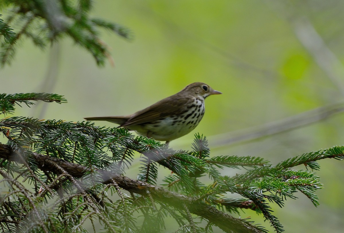 Ovenbird - ML102729091