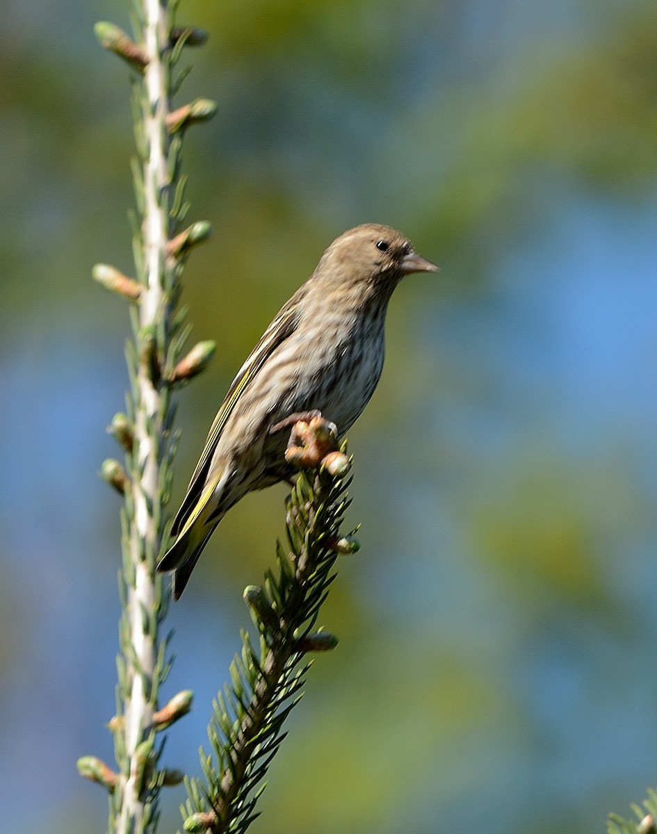 Pine Siskin - ML102729531