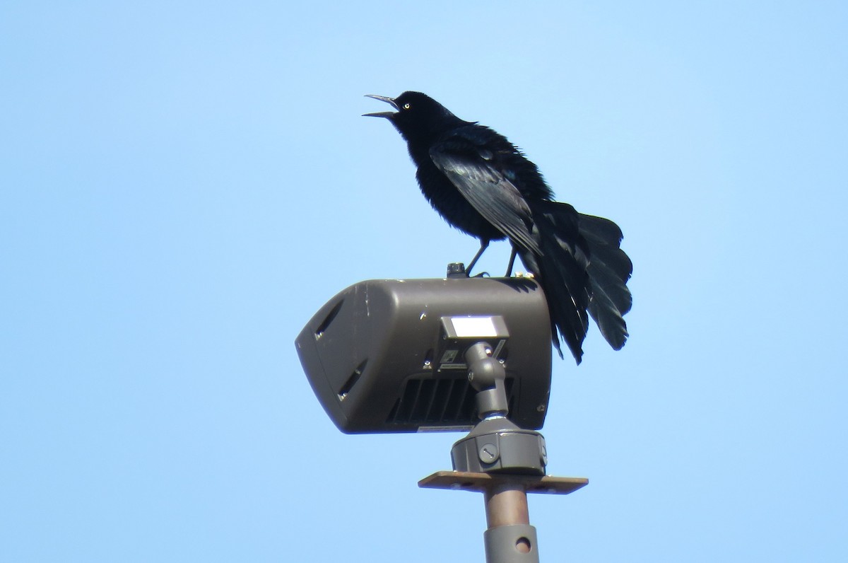 Great-tailed Grackle - ML102729801