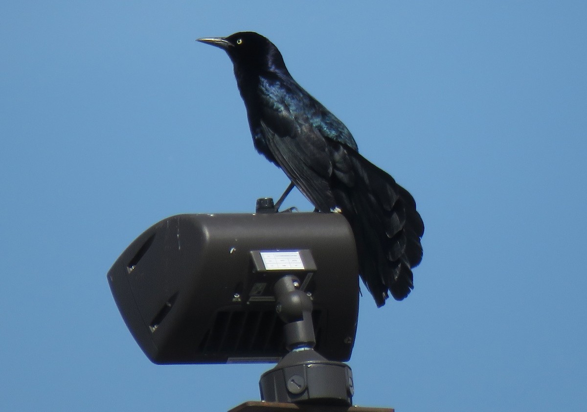 Great-tailed Grackle - Esa Jarvi