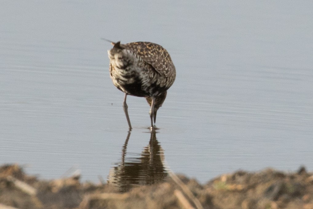 Pacific Golden-Plover - ML102732841