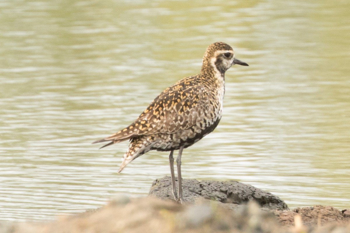 Pacific Golden-Plover - ML102732851