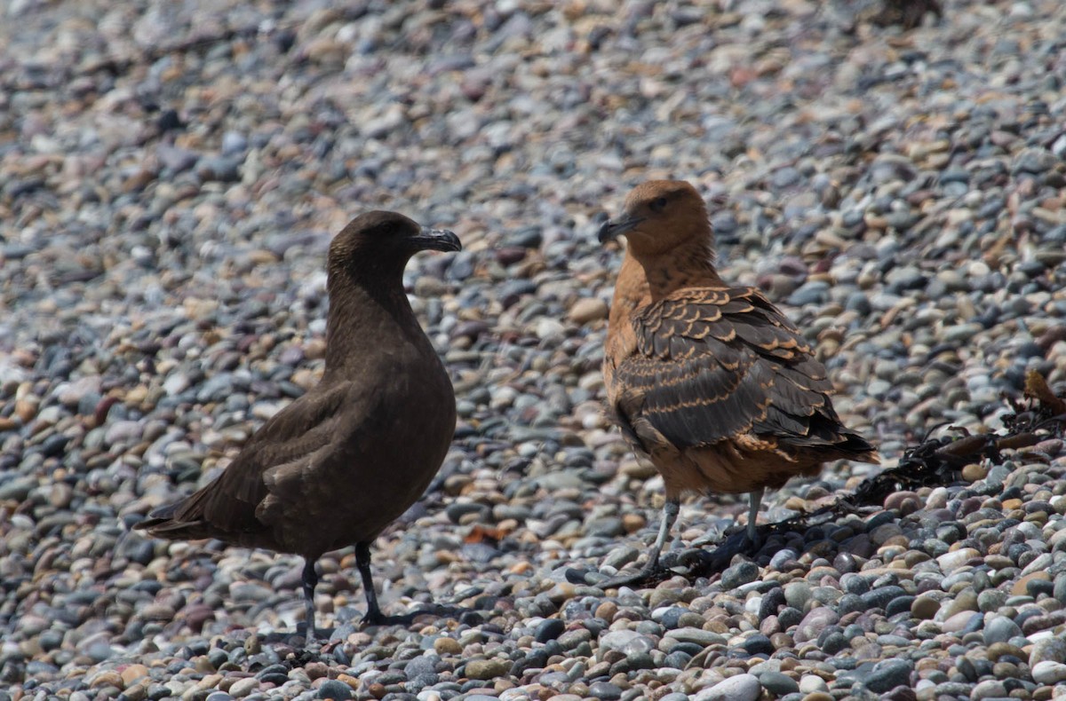 Chilean Skua - ML102733321