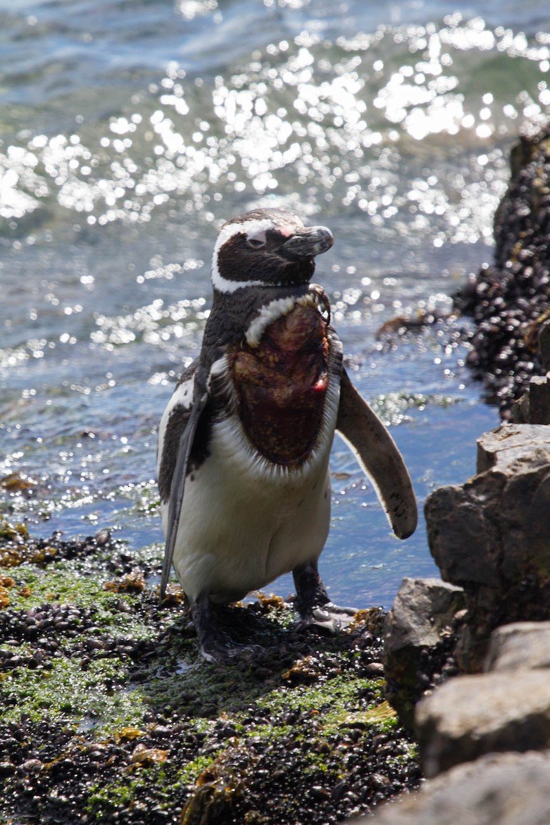 Pingüino Magallánico - ML102733471