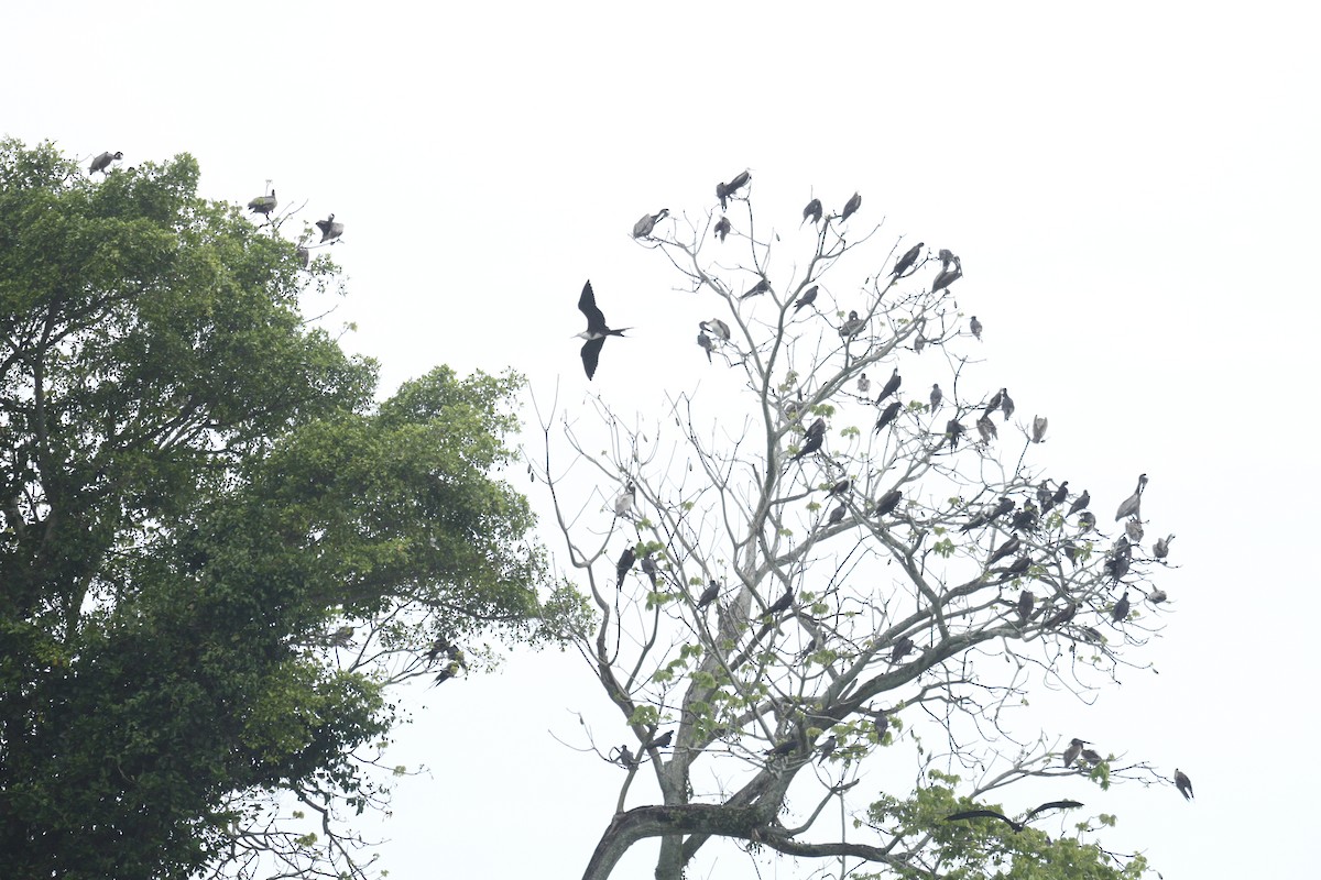 Magnificent Frigatebird - ML102733501