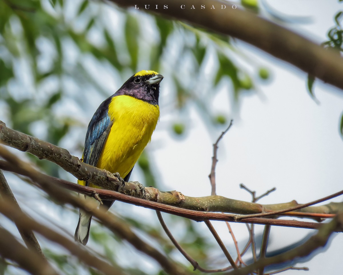 West Mexican Euphonia - ML102735001