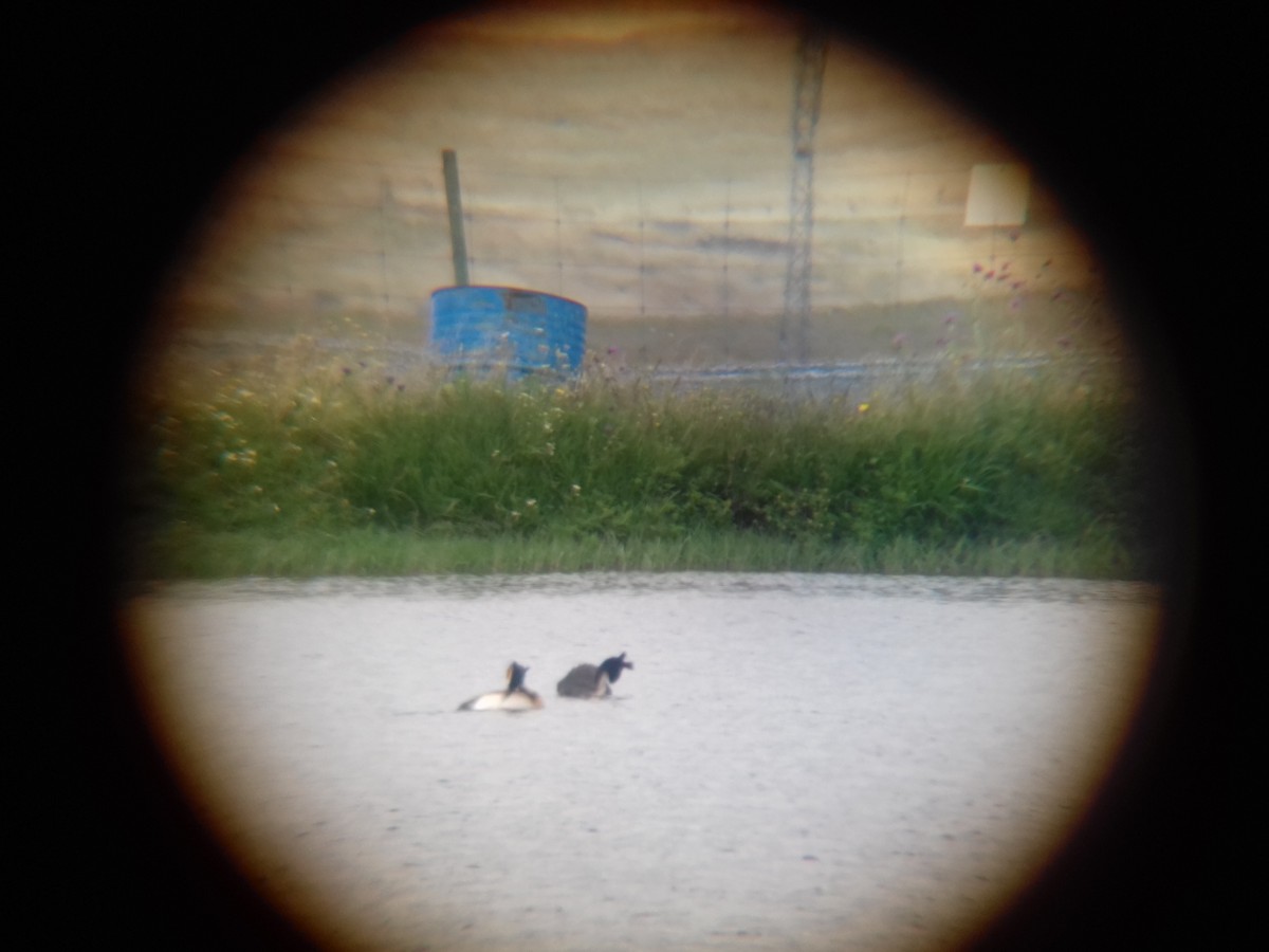 Great Crested Grebe - ML102735401