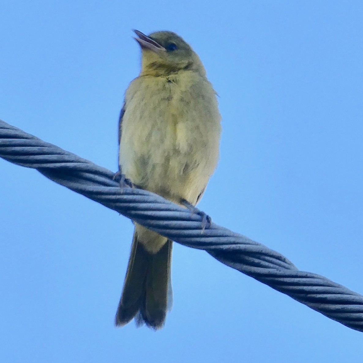 Hooded Oriole - ML102736931