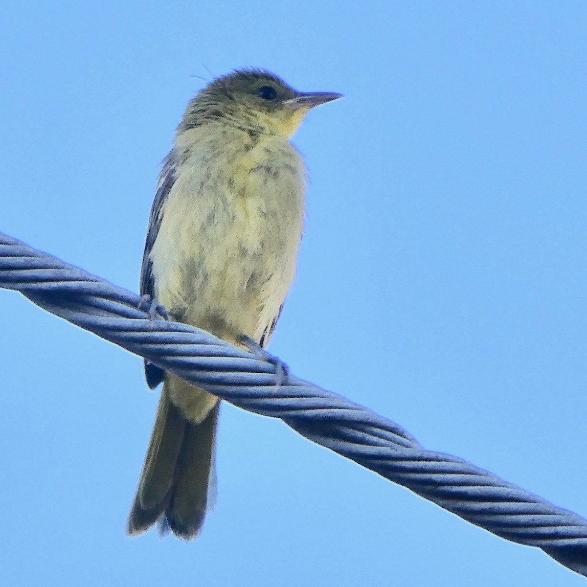 Hooded Oriole - ML102736941