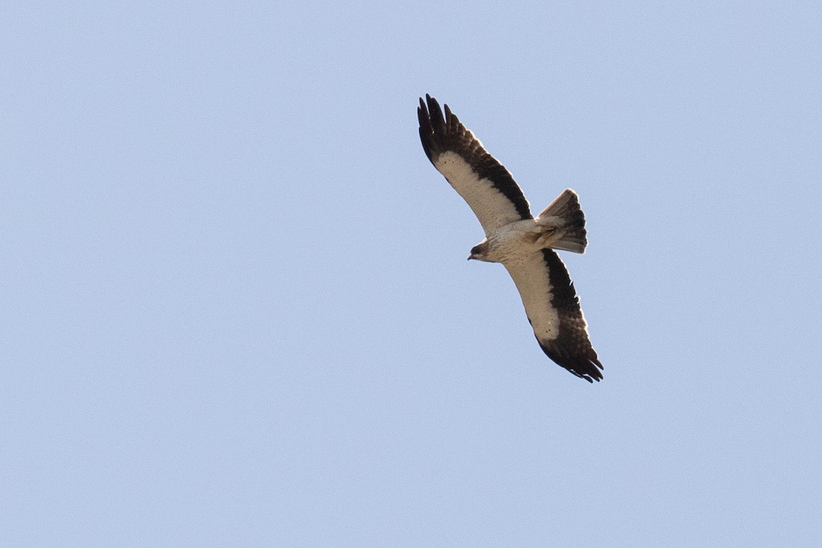 Booted Eagle - ML102737851