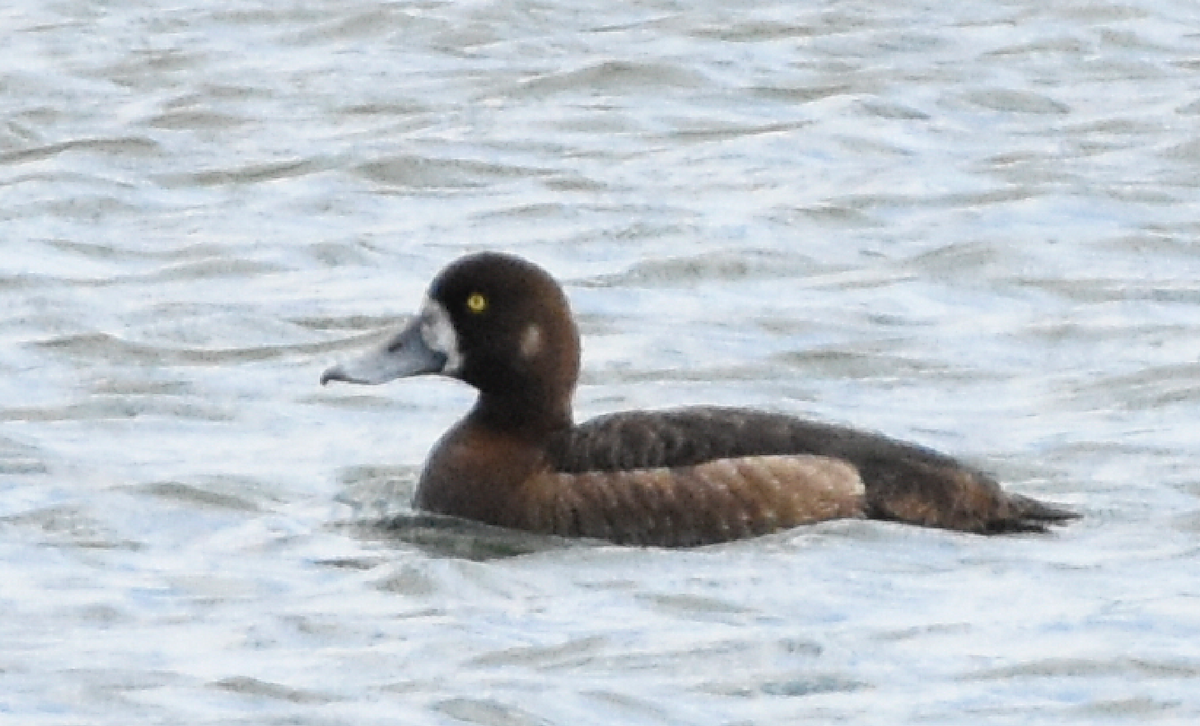 Greater Scaup - ML102738391