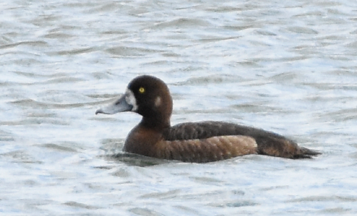 Karabaş Patka - ML102738391