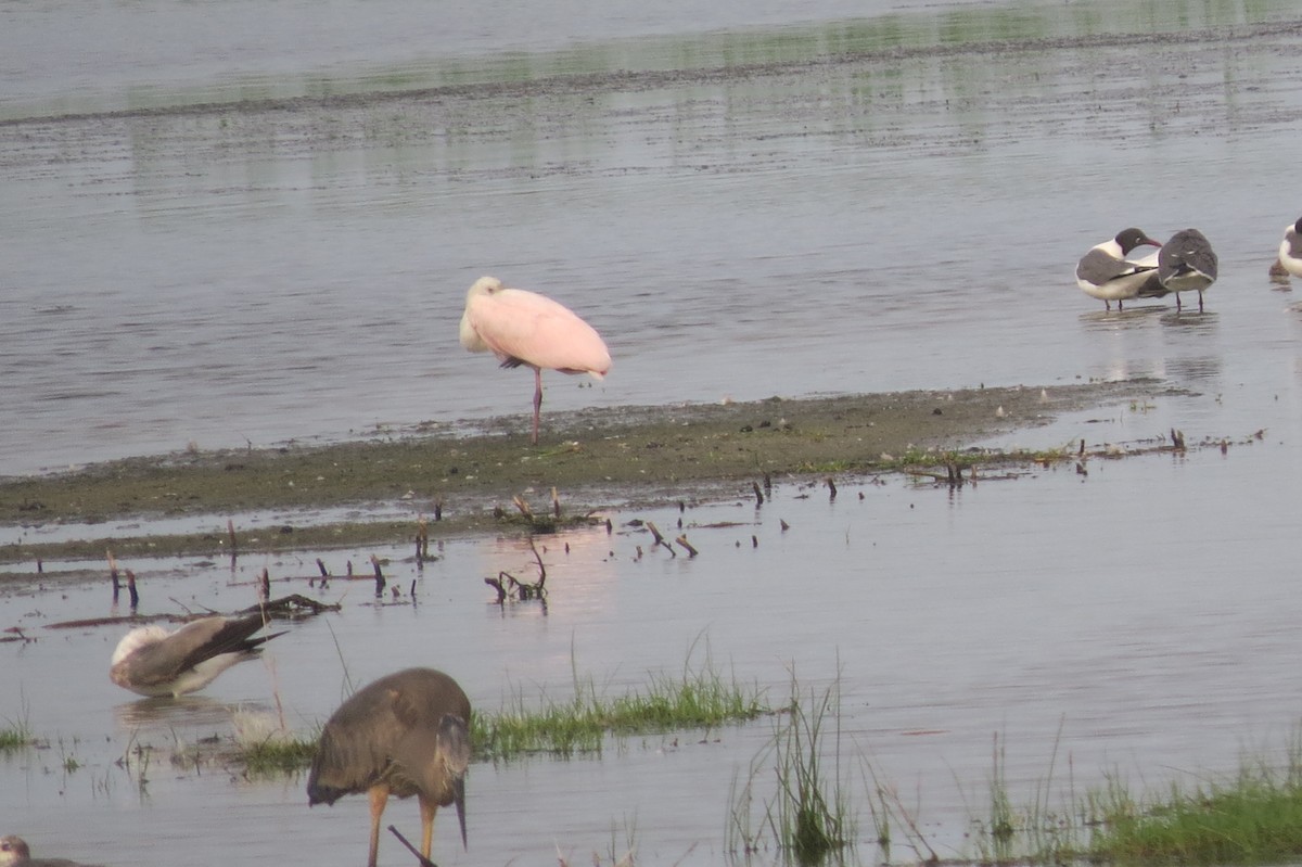 Roseate Spoonbill - ML102738551