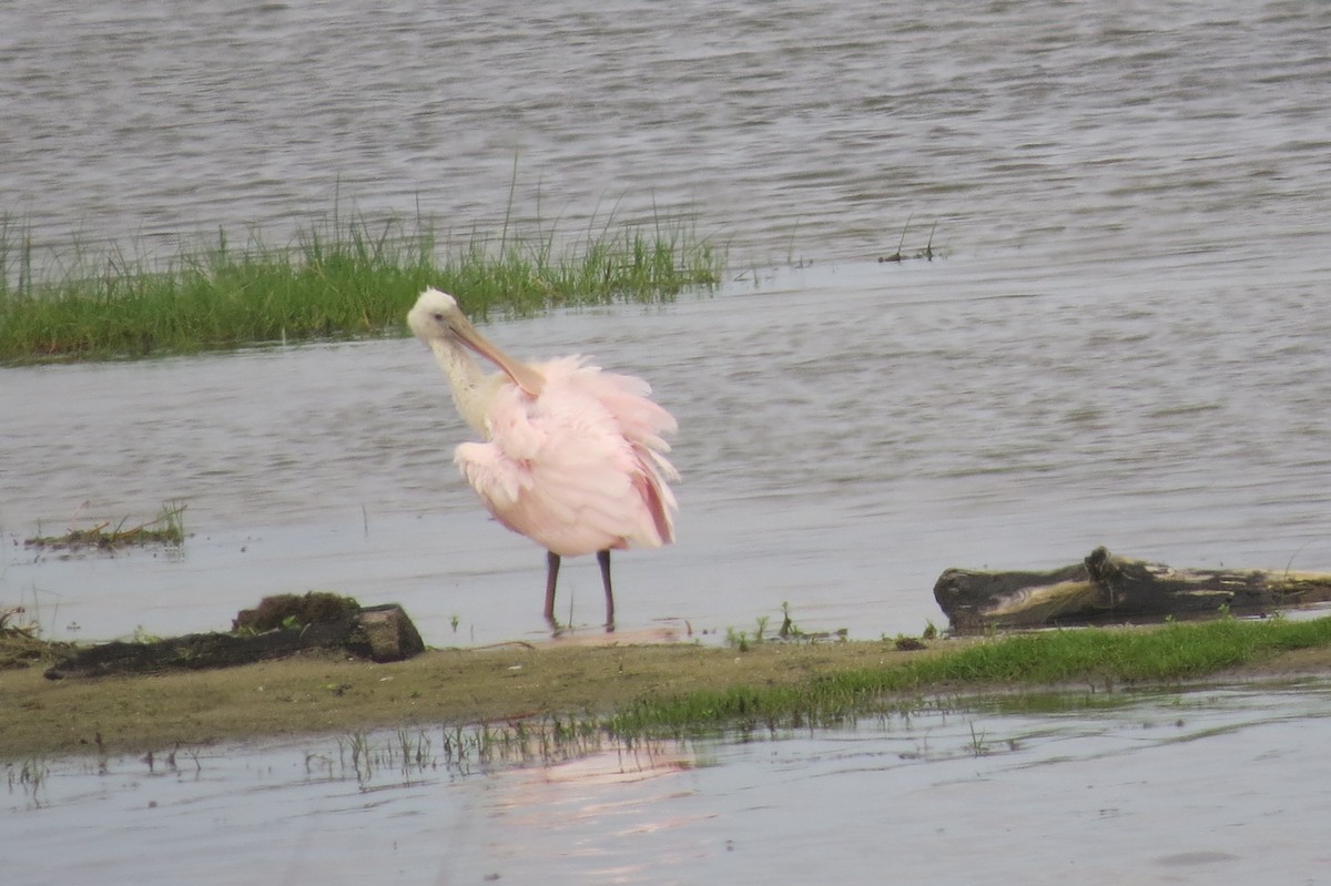 Roseate Spoonbill - ML102738561