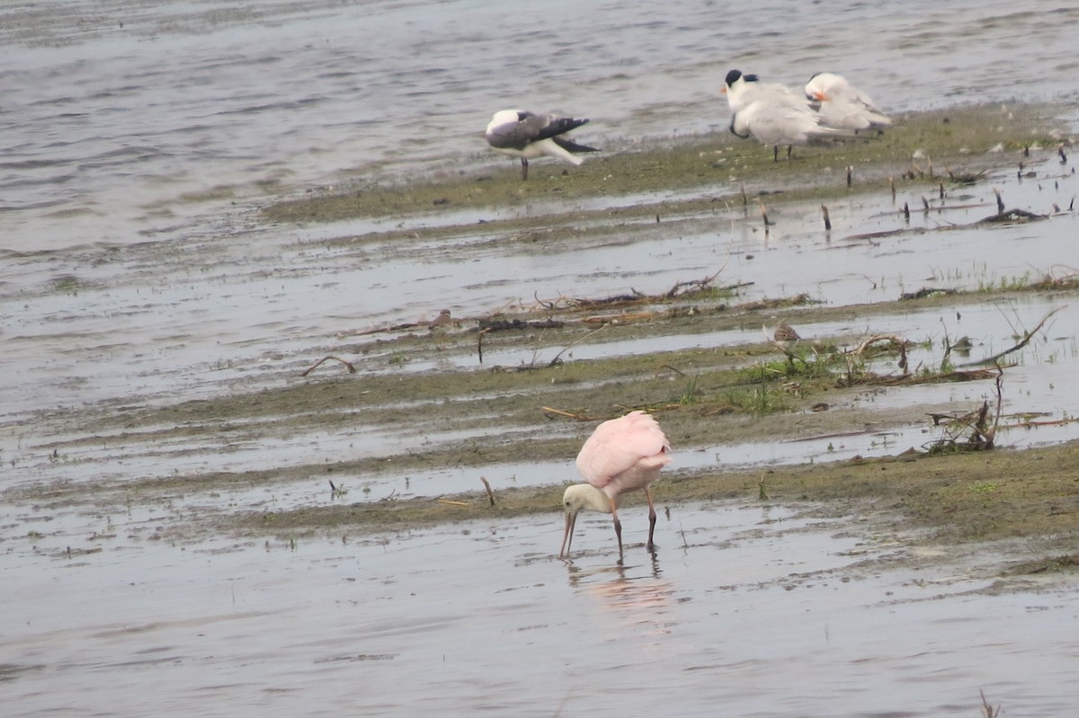 Roseate Spoonbill - ML102738571