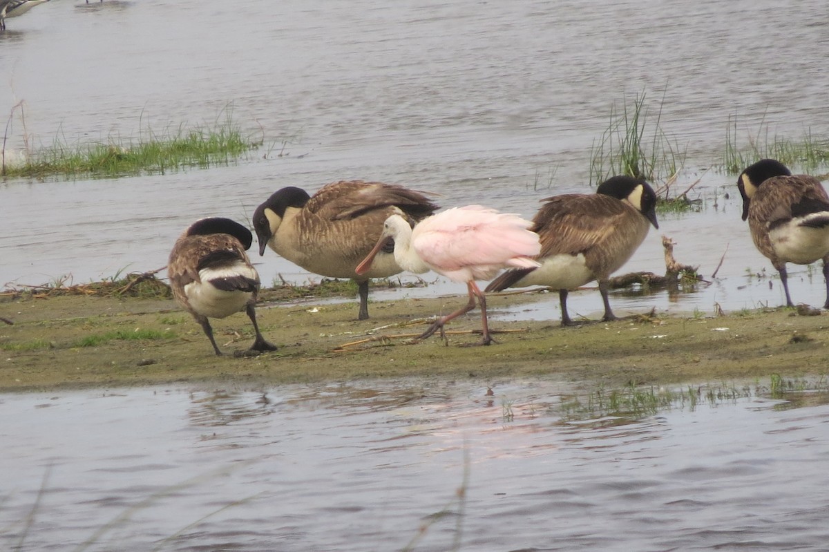 Roseate Spoonbill - ML102738581