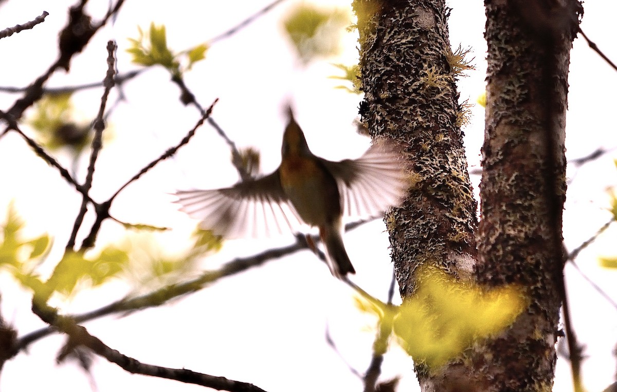 Parula Norteña - ML102739051